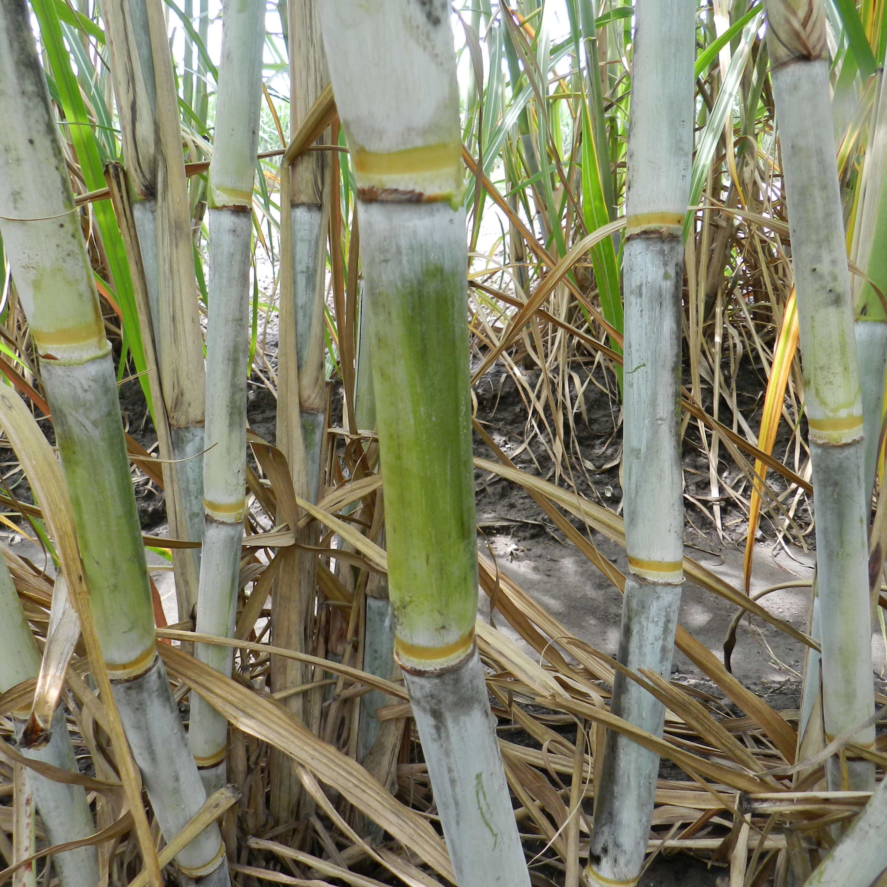 Stalk color under the wax layer – Green that becomes darker with exposure to the sun.